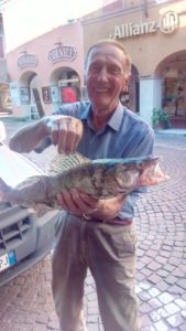 luccio perca da 4 kg. fiume Po 05/06/2017