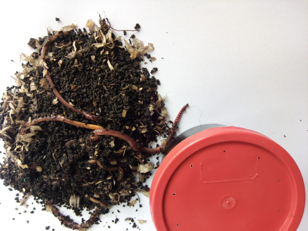 Dynabait Sea Fishing Baby Squids - Foto 6